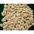 High Quality Pumpkin Seeds Grade 3